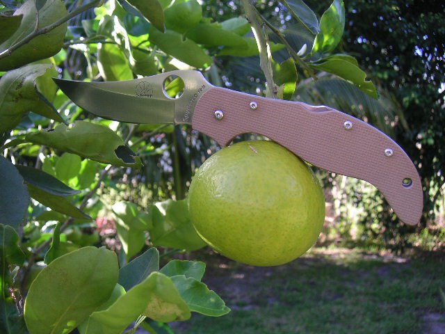 g10persian2a.jpg