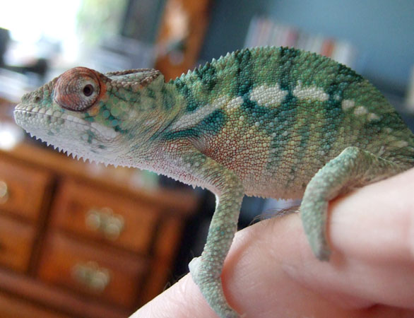 Chameleon at 5 Months.jpg