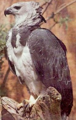 harpy eagle.jpg