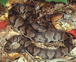 northern copperhead.jpg