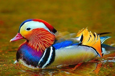 lovely+colorful+birds.jpg