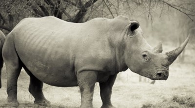white-rhino-large-101011-1038x576.jpg