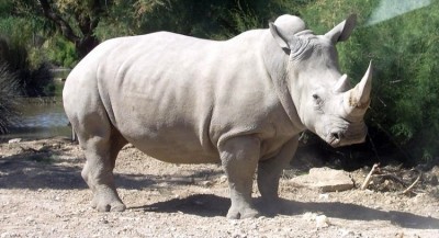 roof on background is the roof of Michael's shed, where white rhino lives