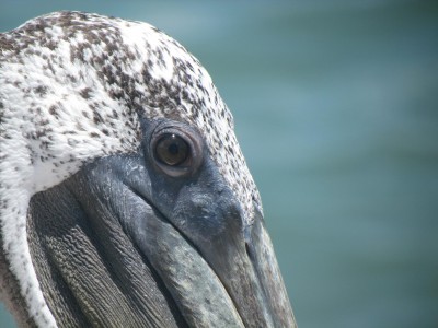 Pelican.jpg