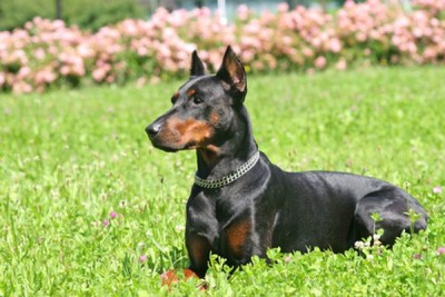 doberman.jpg