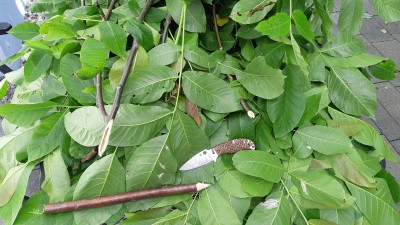 walnut tree branches