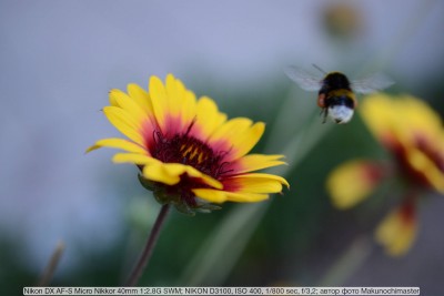 nikon-40mm-f-2-8-micro-macro-samples-3.jpg