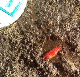 IMG_20220619_202008132morafirst (2).jpg