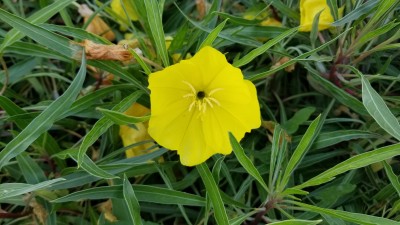 YELLOW EVENING PRIMROSE-RS.jpg