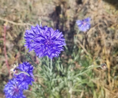 cornflower.jpg