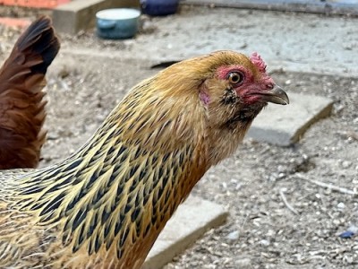 IMG_8785.jpeg