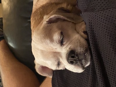 15yo puggle