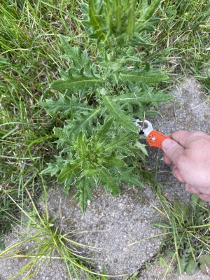 bull thistle vs byrd.jpg