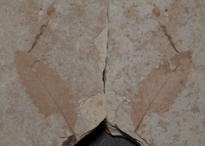 Extinct Birch Tree Leaf - Florissant, CO_(#0003F) (3)-rs.jpg