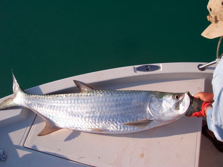 SmallerTarpon.jpg