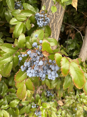 IMG_0867.jpeg