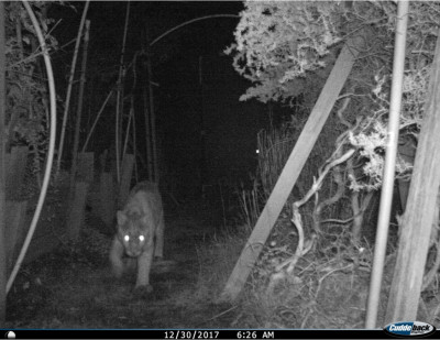 This cat ate one of our cats.