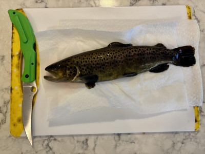 trout2.jpg
