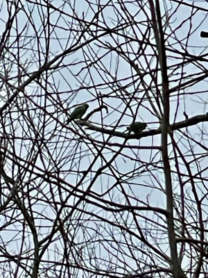 IMG_4454.jpeg