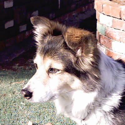 harley dog (3).jpg