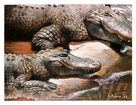 gators.jpg