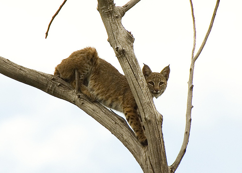 bobcat.jpg